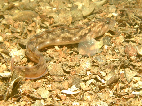 Zoarces viviparus